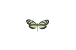 Moschoneura