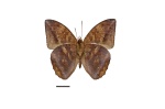 Narope