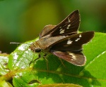 Platylesches