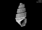 Триба: Catapaecilmatini

	Acupicta