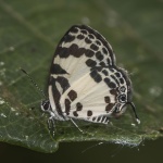 Tuxentius