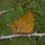 Fountainea