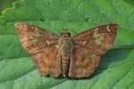 Pseudocoladenia