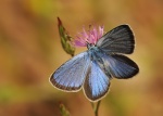 Glaucopsyche