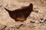 Marpesia