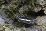 Подтриба: Gnathotrichina

	Gnathotriche