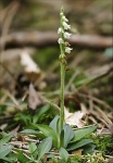 Repens