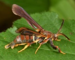 Vitacea