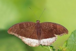 Tanaecia