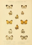 Larinopoda