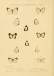Подтриба:  Liptenina

	Argyrocheila