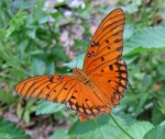 Триба: Heliconiini

	Agraulis