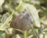 Satyrium