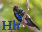 Damophila