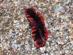 Haemactis