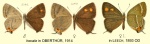 Teratozephyrus