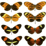Heliconius
