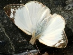 Heliopetes