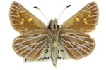 Herimosa