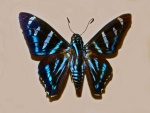 Jemadia