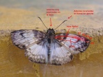 Metardaris