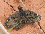 Hesperopsis