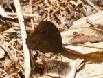 Heteropsis