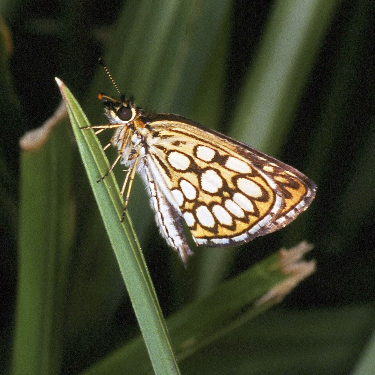 Heteropterus (Род)