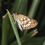 Heteropterus