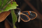 Heterosais