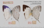 Neomyrina