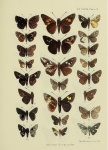Paracleros