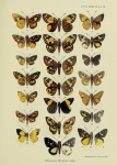 Prosopalpus