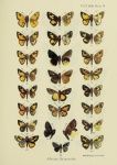 Parosmodes
