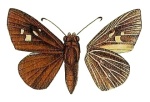 Ploetzia