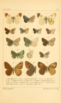 Praephilotes