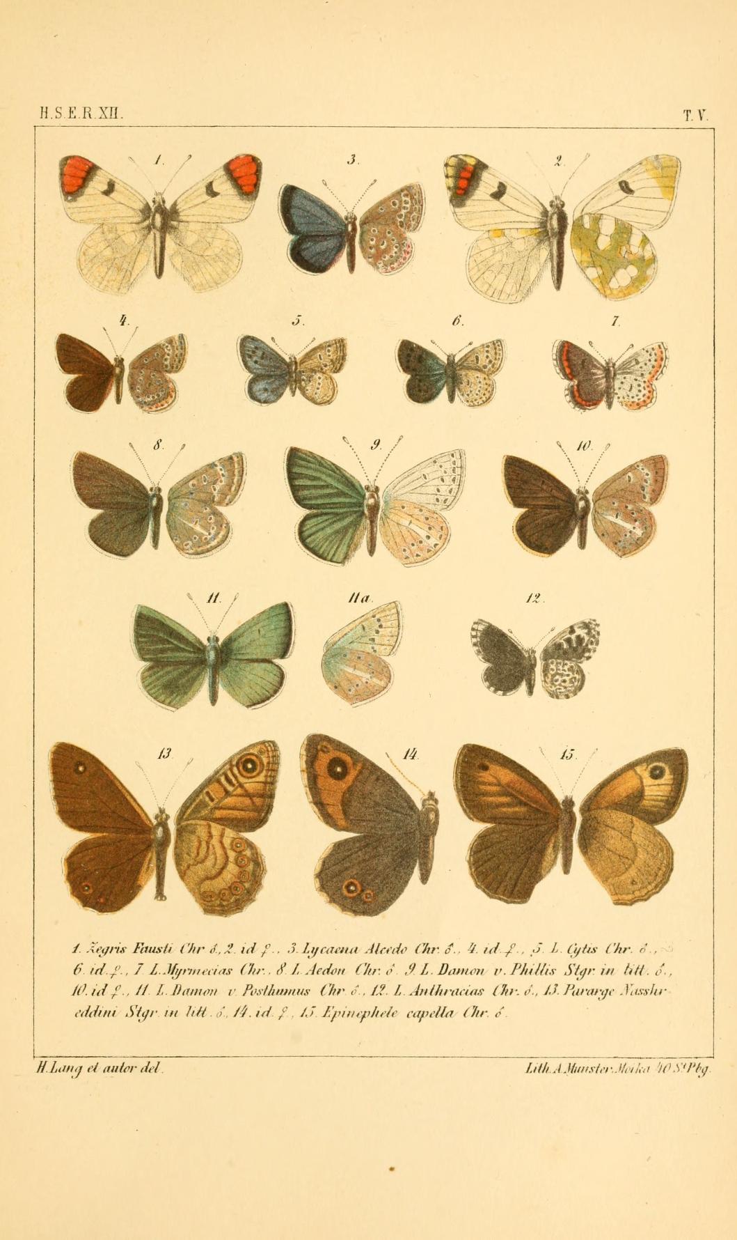 Praephilotes (Род)