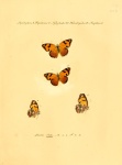 Lucinia