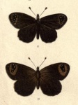 Percnodaimon