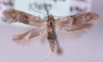 Hypatopa