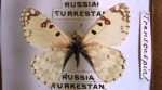 Триба: Parnassini

	Hypermnestra