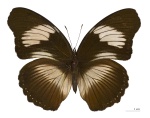 Hypolimnas