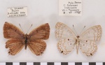Hypothecla