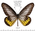 Идеопсисы, Ideopsis