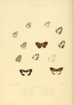 Phlyaria