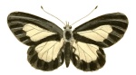 Mesoxantha