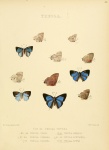 Siderus