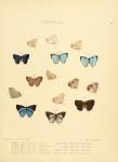 Terenthina