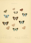 Timaeta