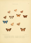 Arumecla